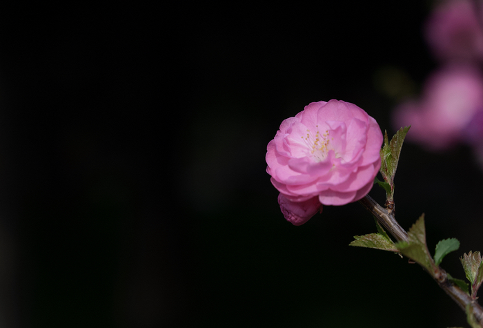 DSC_0535