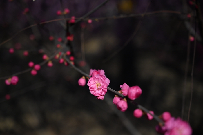 DSC_0587_old